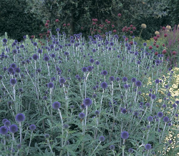 Превью изображения