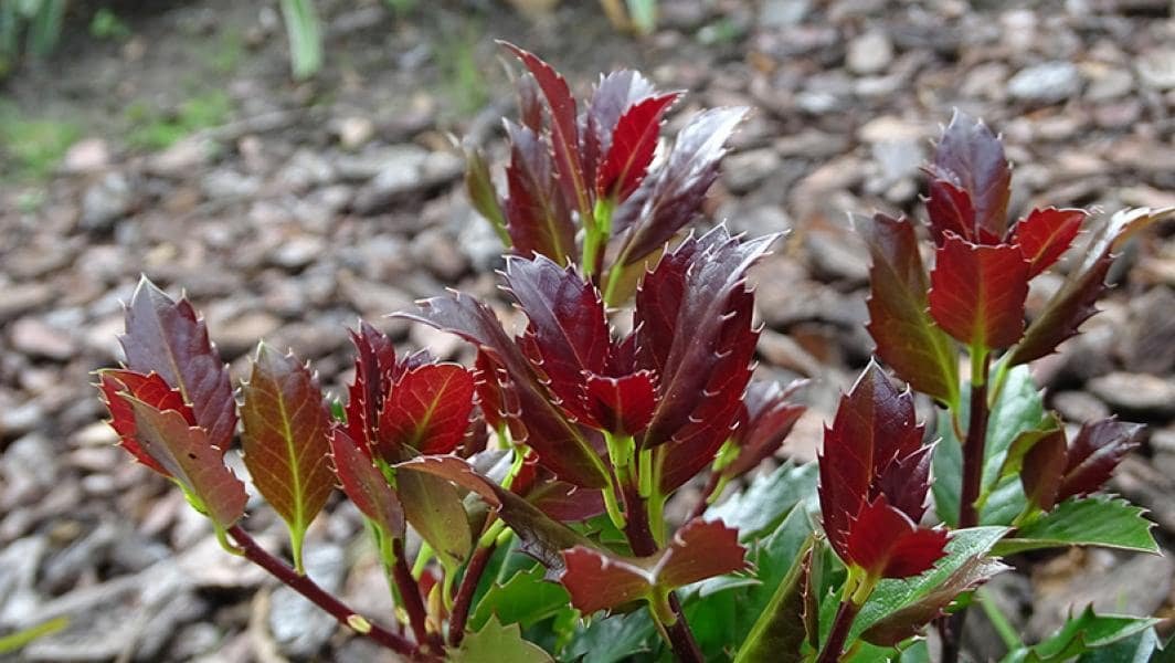 Превью изображения