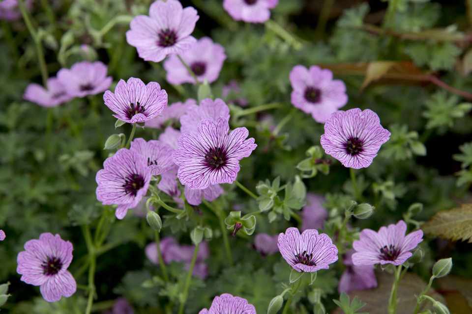 Превью изображения