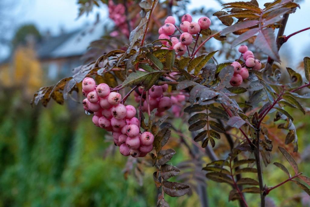 Превью изображения