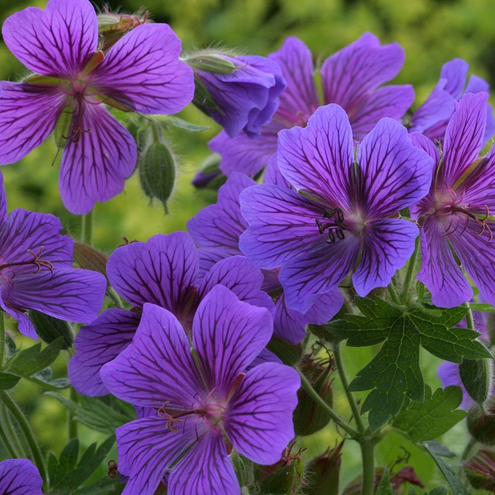 Превью изображения