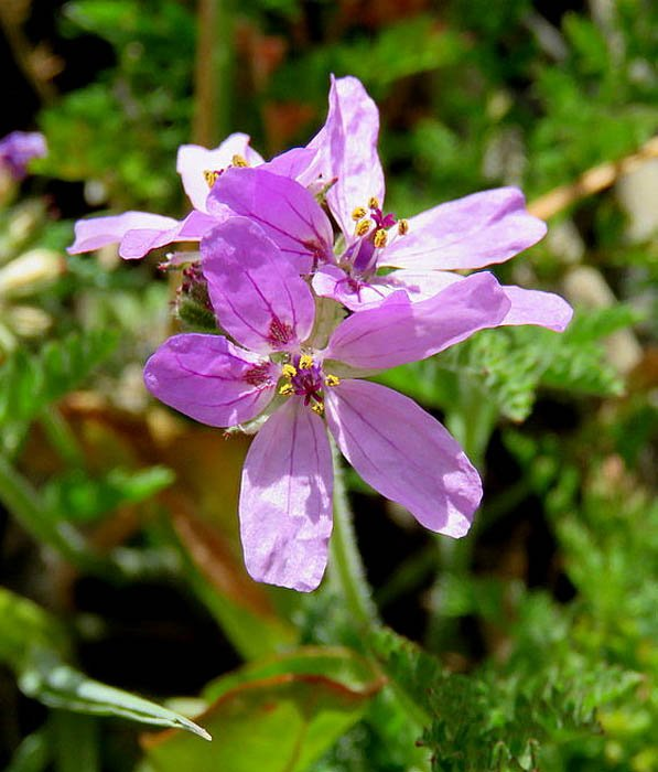 Превью изображения