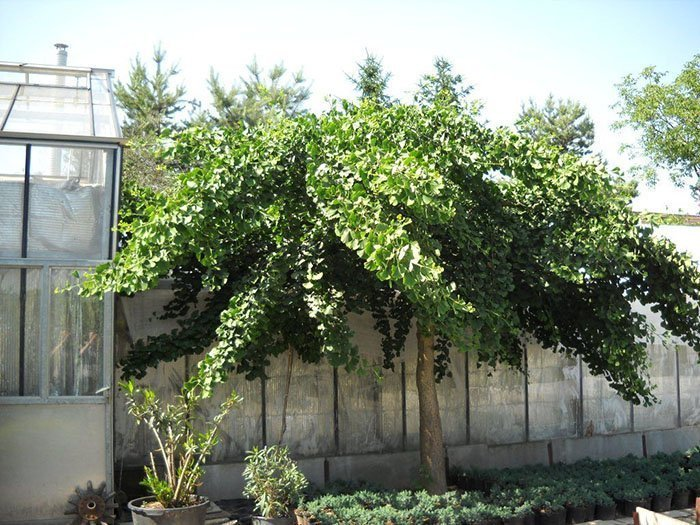 Превью изображения