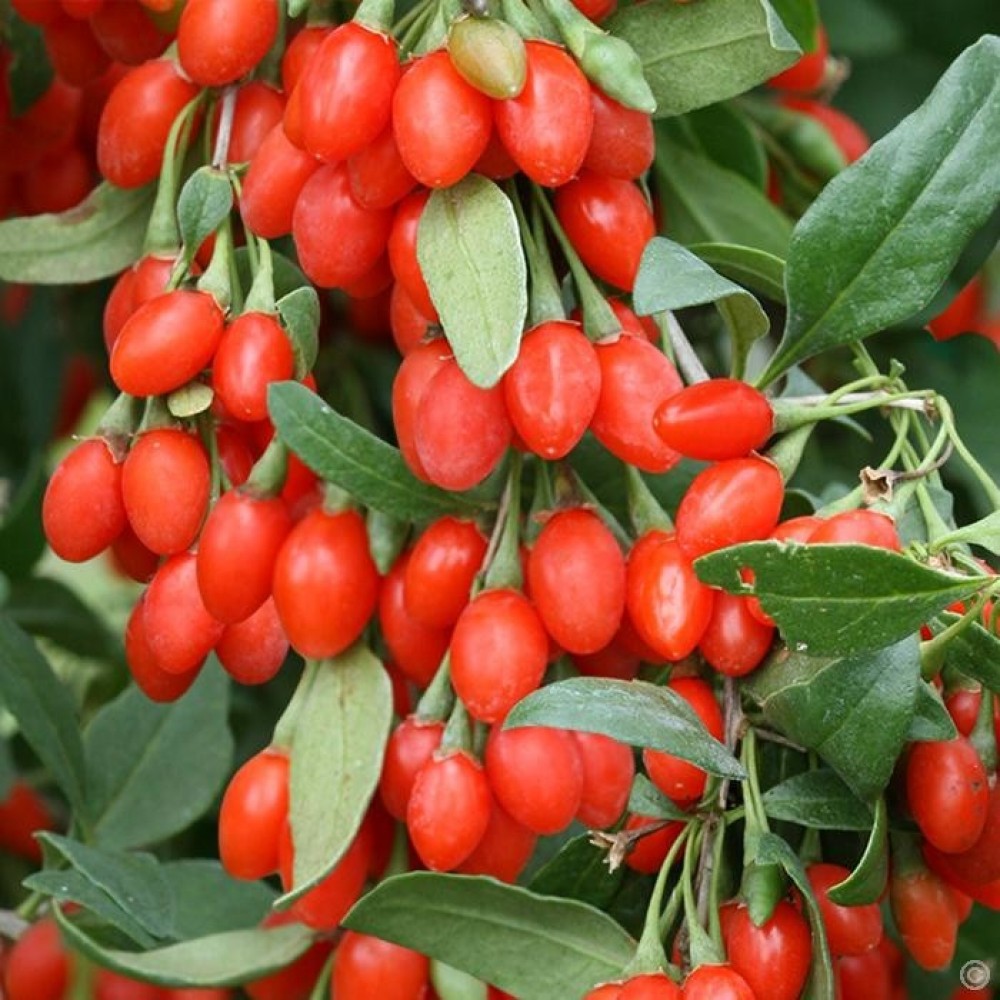 Превью изображения