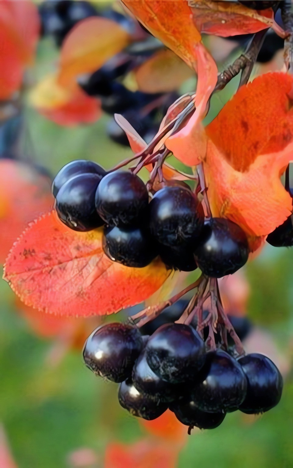 Превью изображения