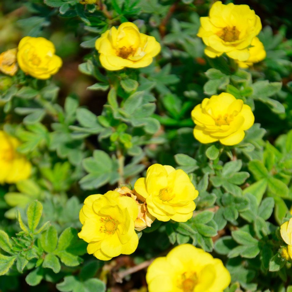 Превью изображения