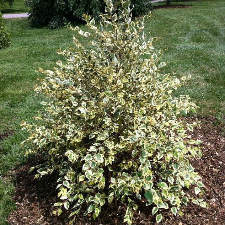 Превью изображения