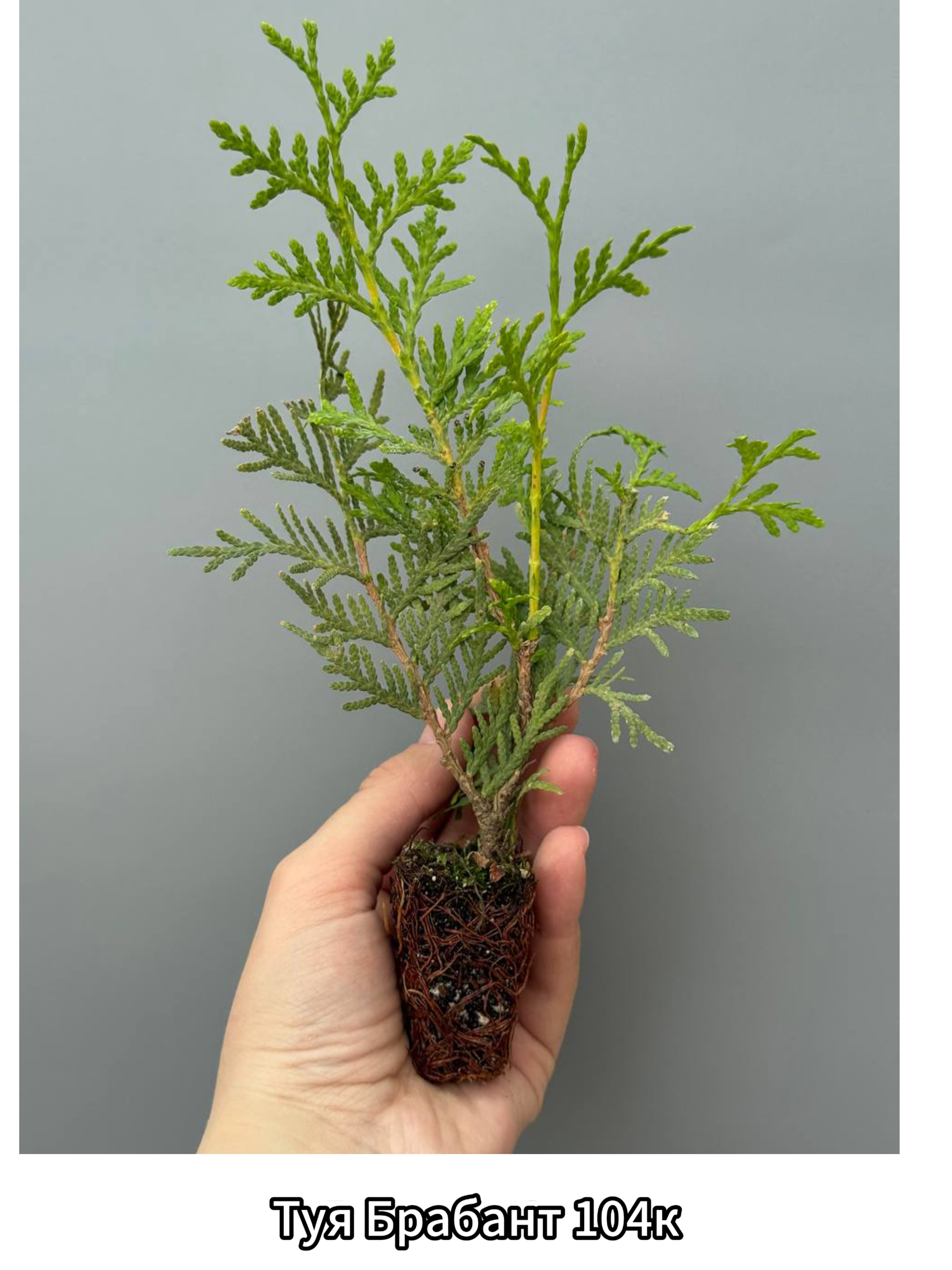 Превью изображения