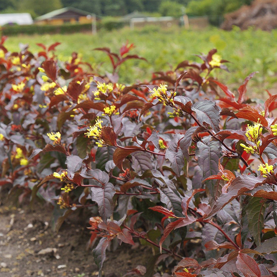 Превью изображения