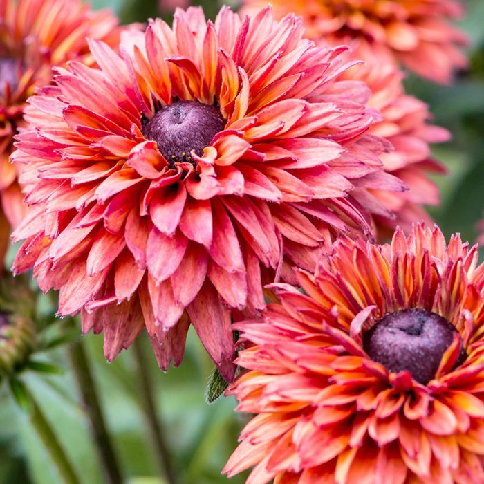 Превью изображения