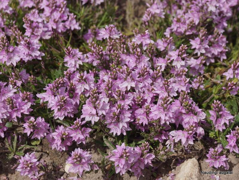 Превью изображения