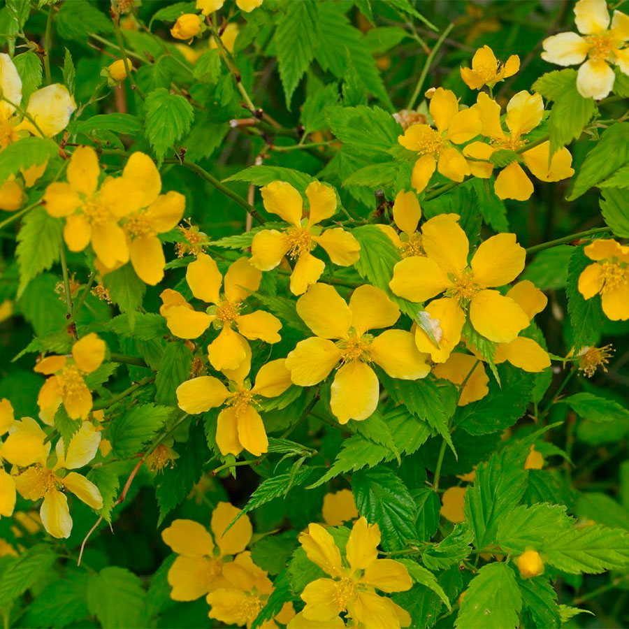 Превью изображения