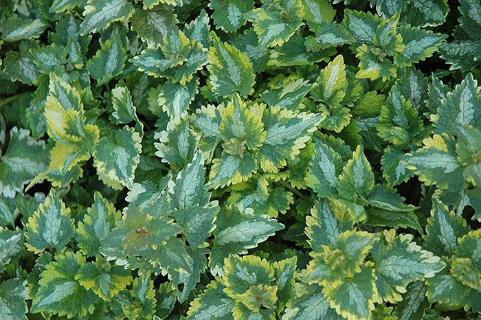 Превью изображения