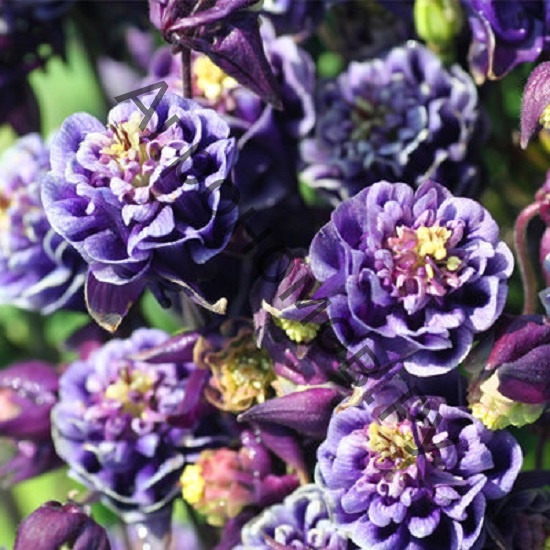 Превью изображения