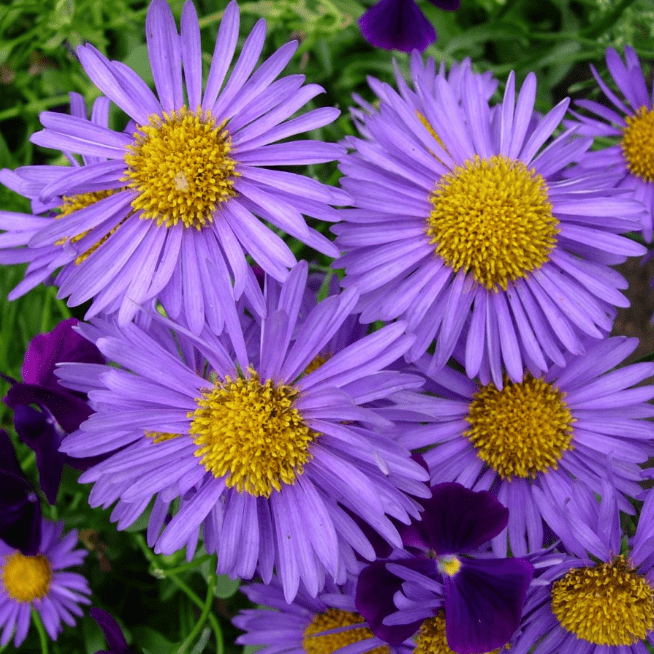 Превью изображения