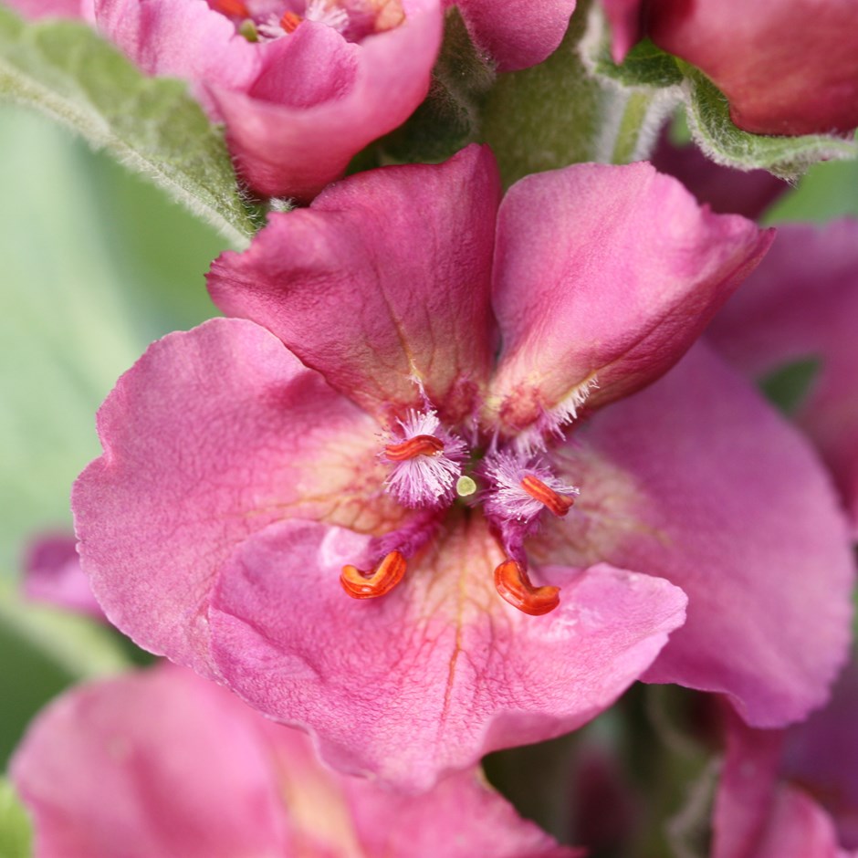 Превью изображения