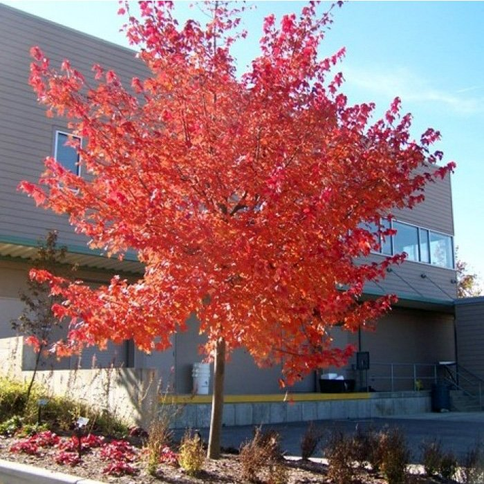 Превью изображения