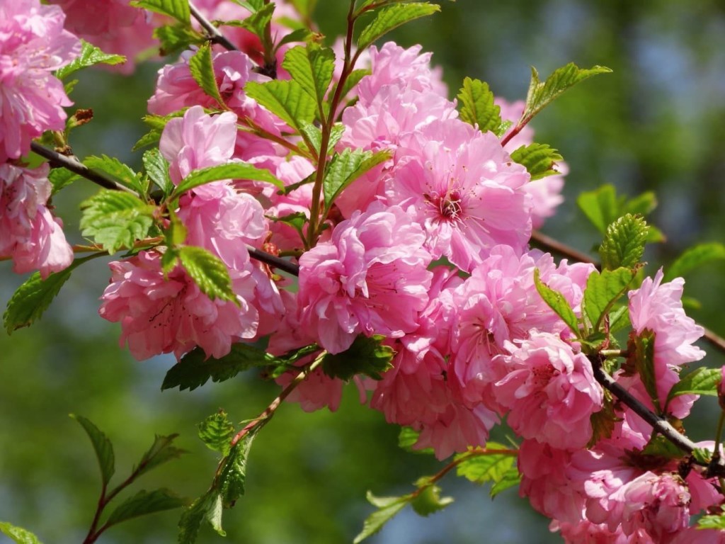 Превью изображения