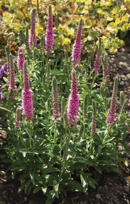 Превью изображения