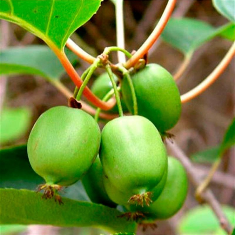 Превью изображения