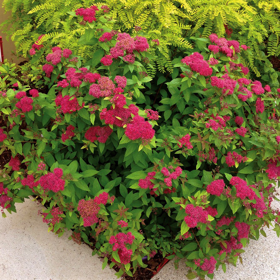 Превью изображения