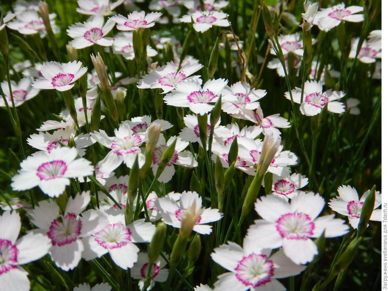 Превью изображения