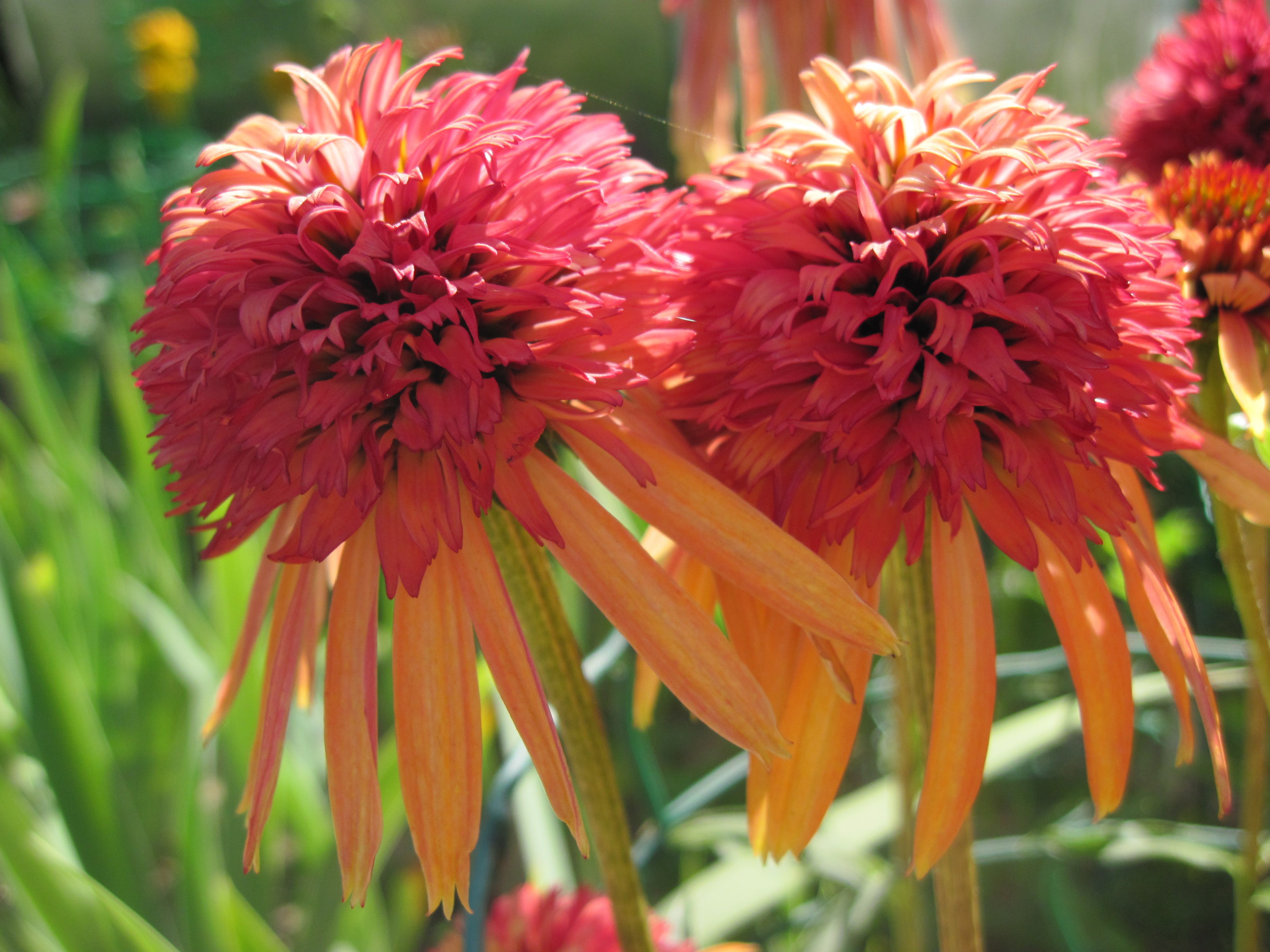 Превью изображения