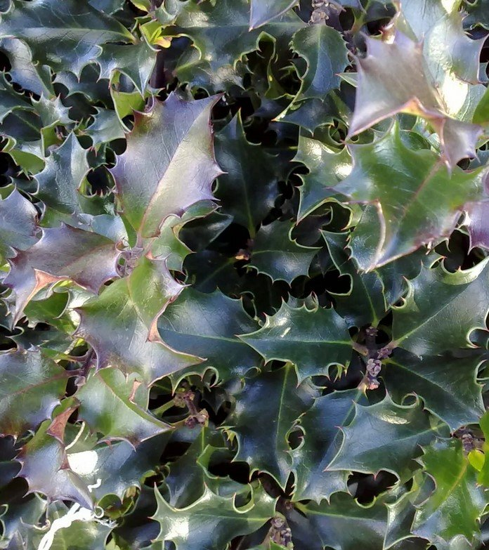 Превью изображения