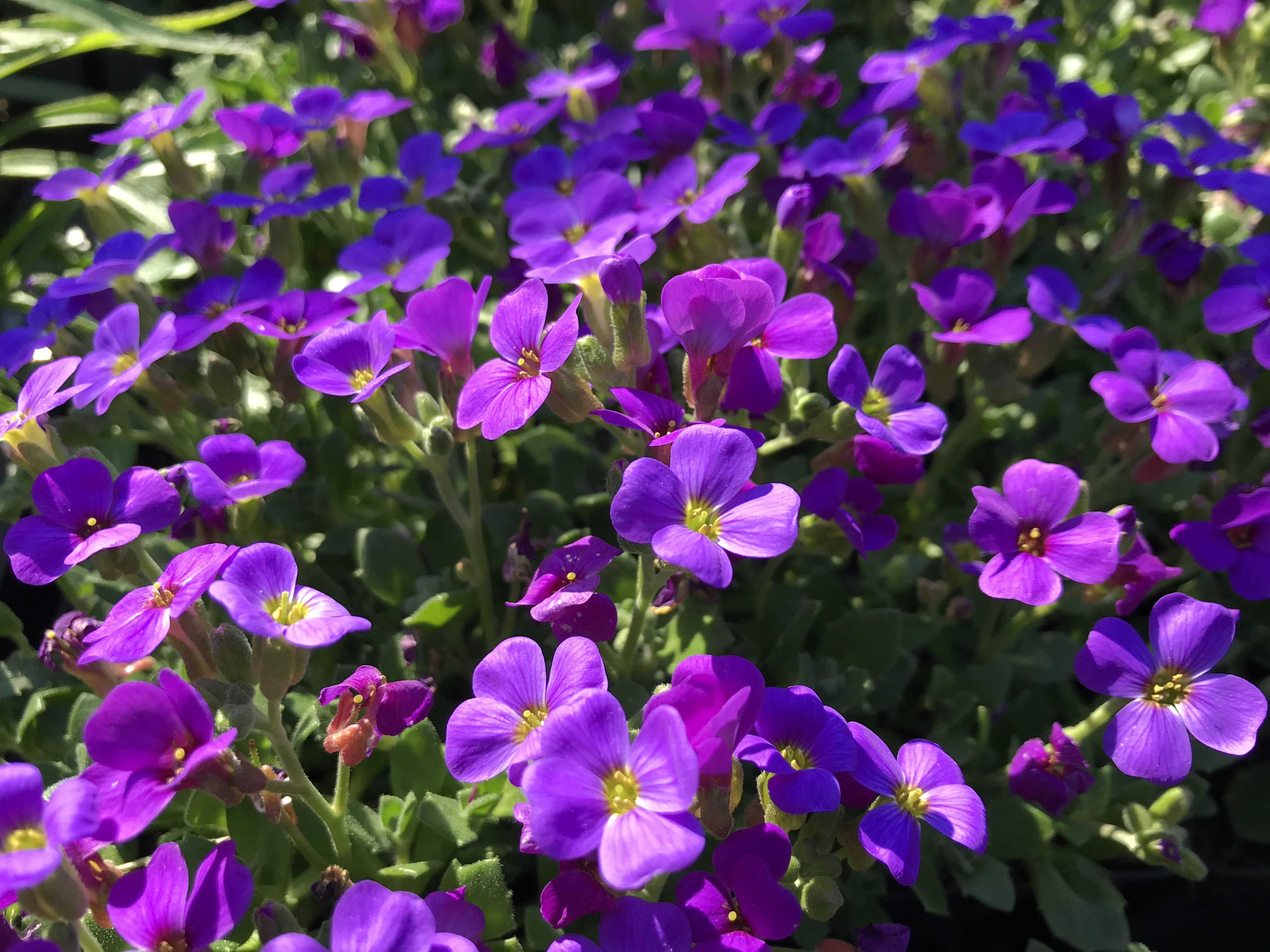 Превью изображения