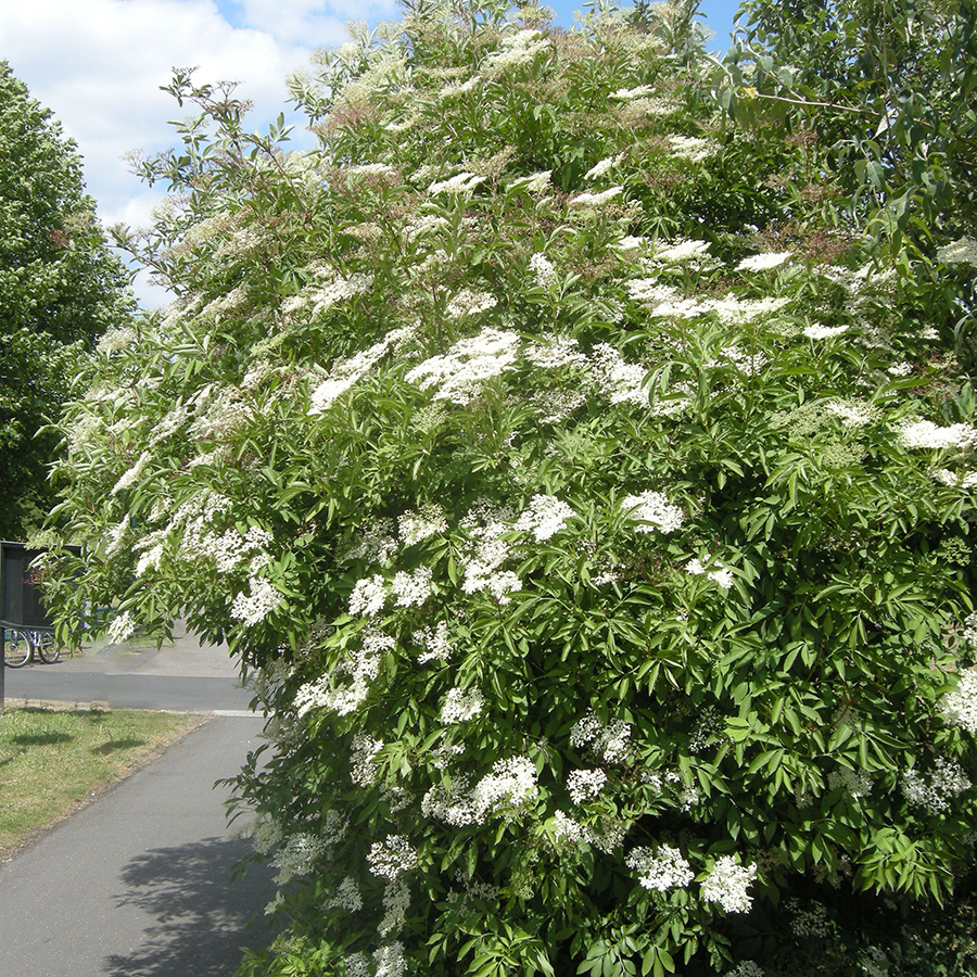 Превью изображения