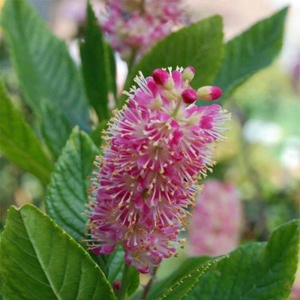 Превью изображения