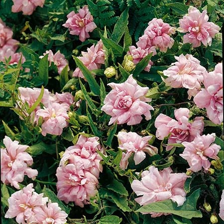 Превью изображения