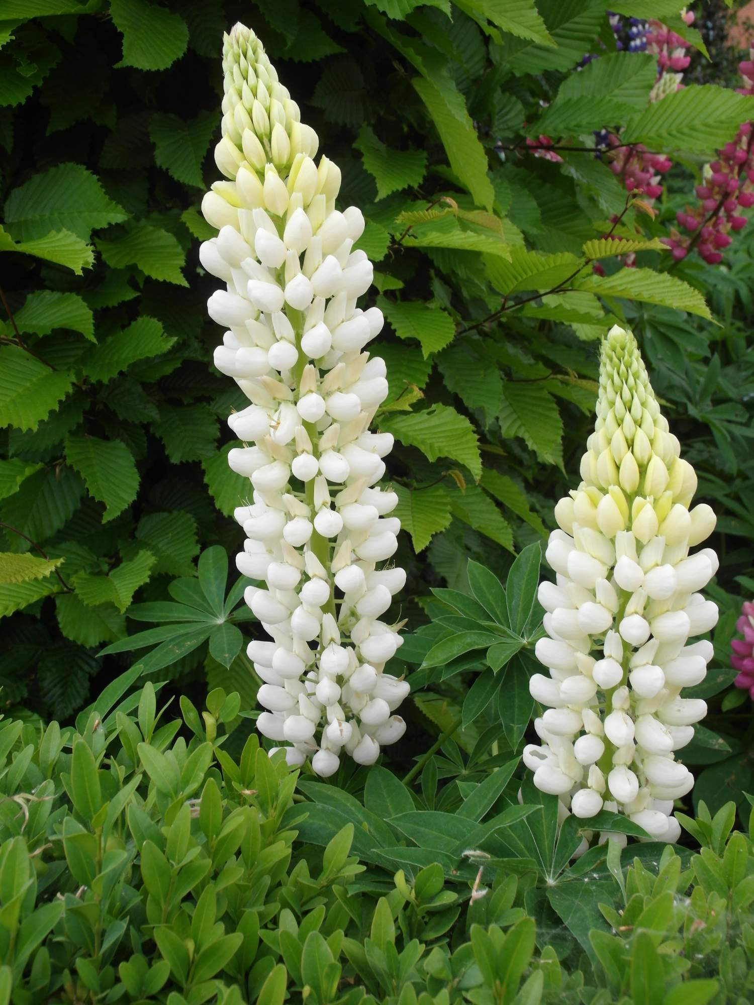 Превью изображения