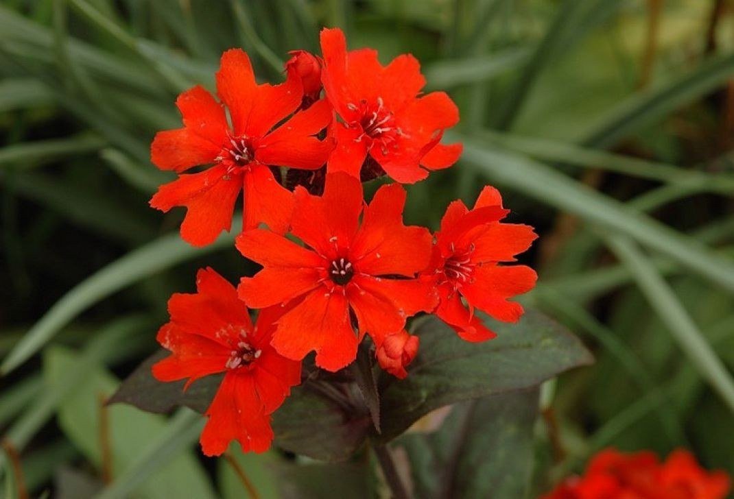 Превью изображения