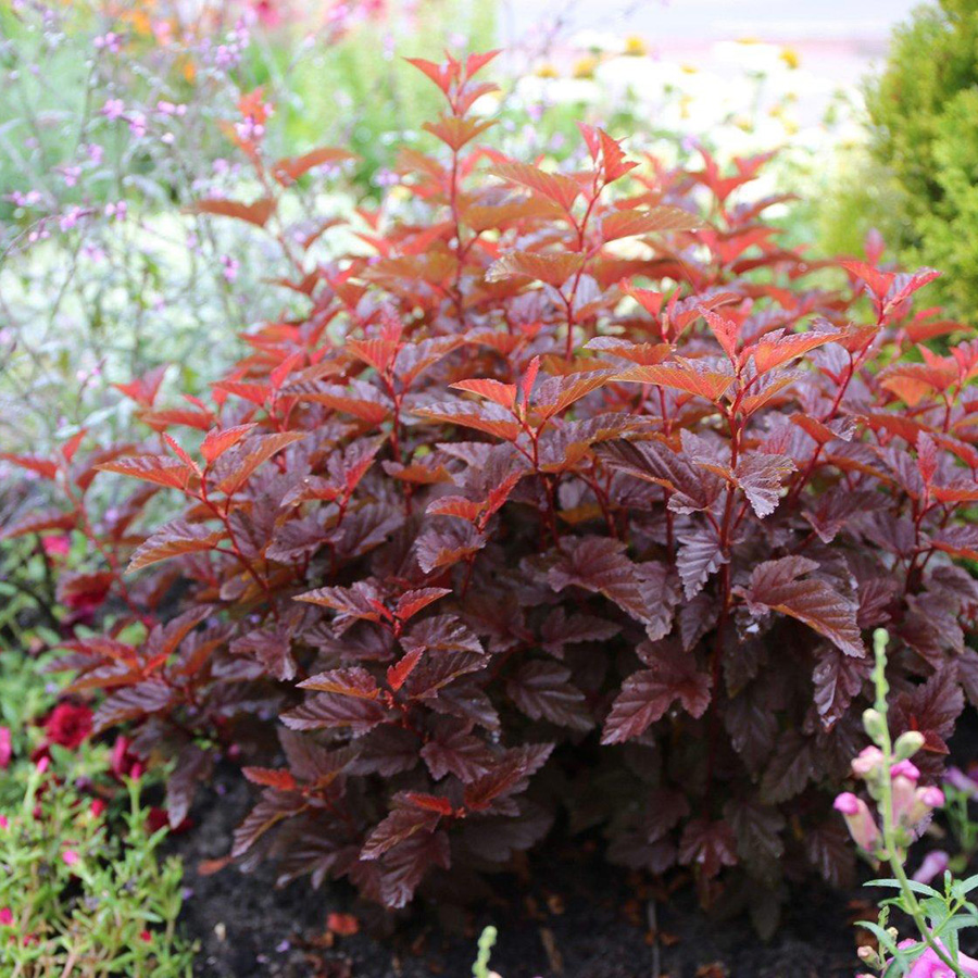 Превью изображения