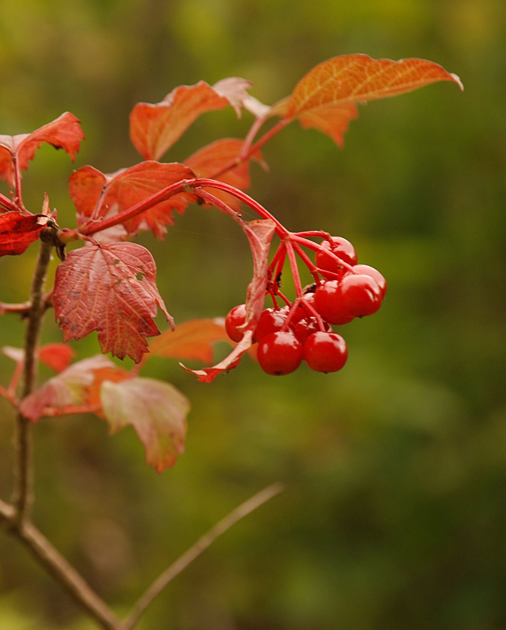 Превью изображения