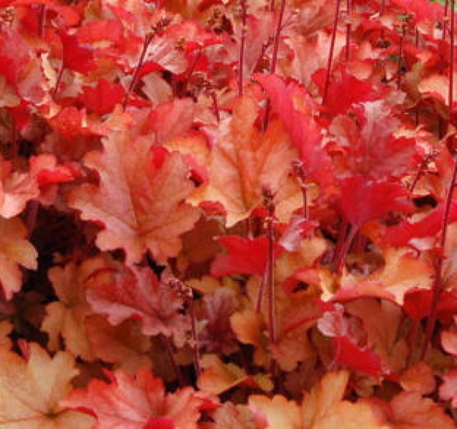 Превью изображения