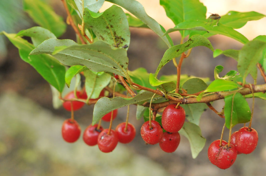 Превью изображения