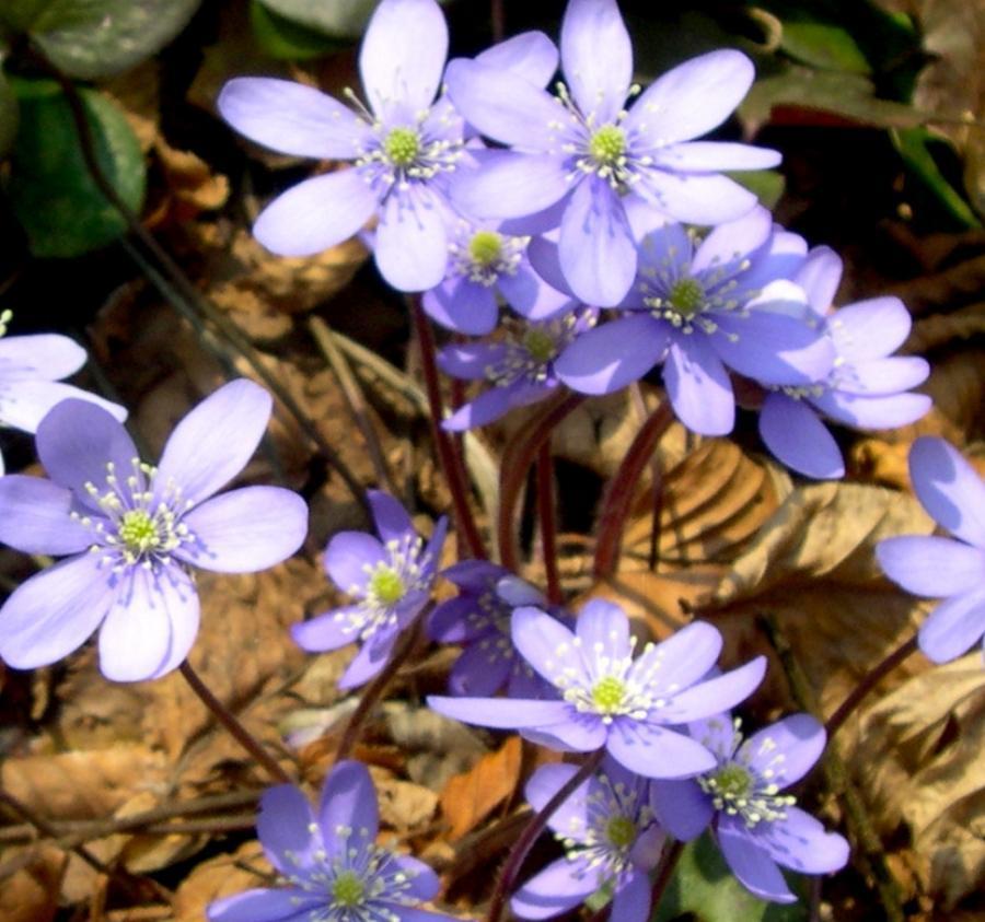 Превью изображения