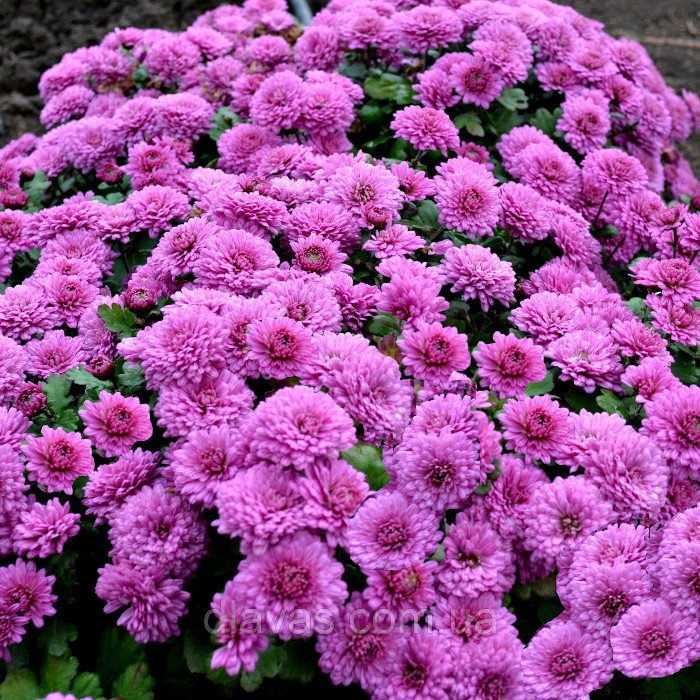 Превью изображения