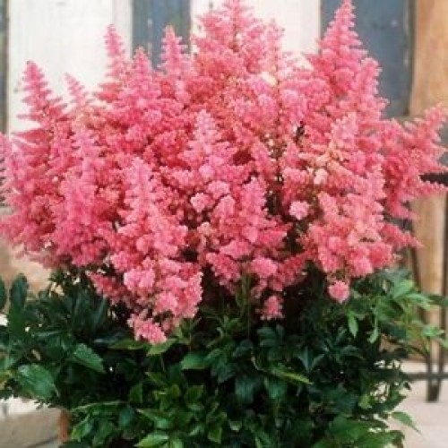 Превью изображения