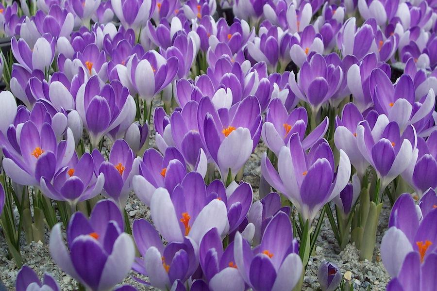 Превью изображения