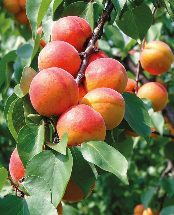 Превью изображения