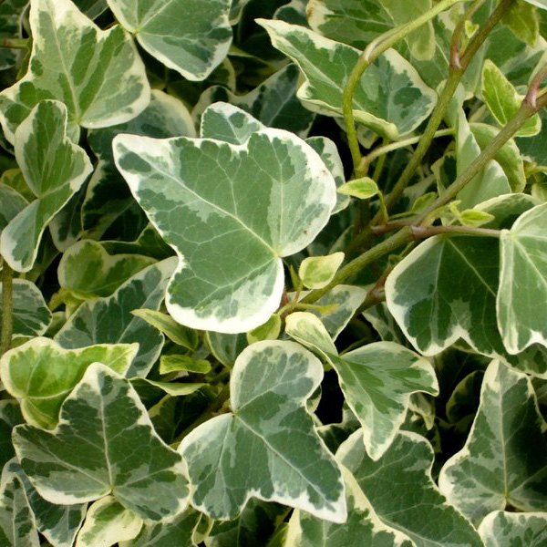 Превью изображения