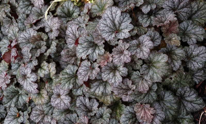 Превью изображения