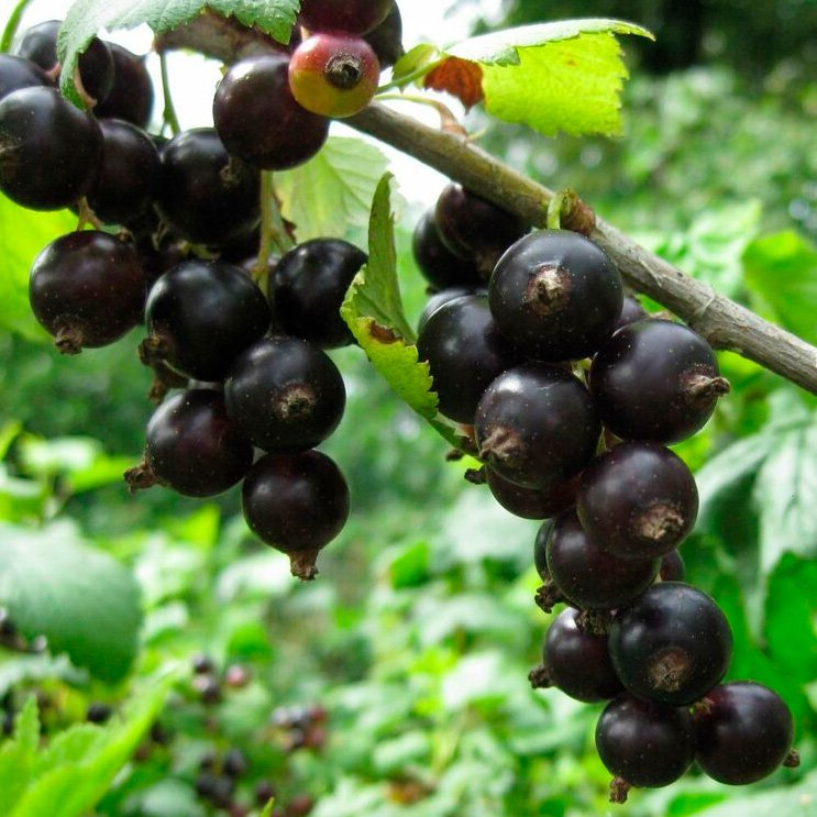 Превью изображения