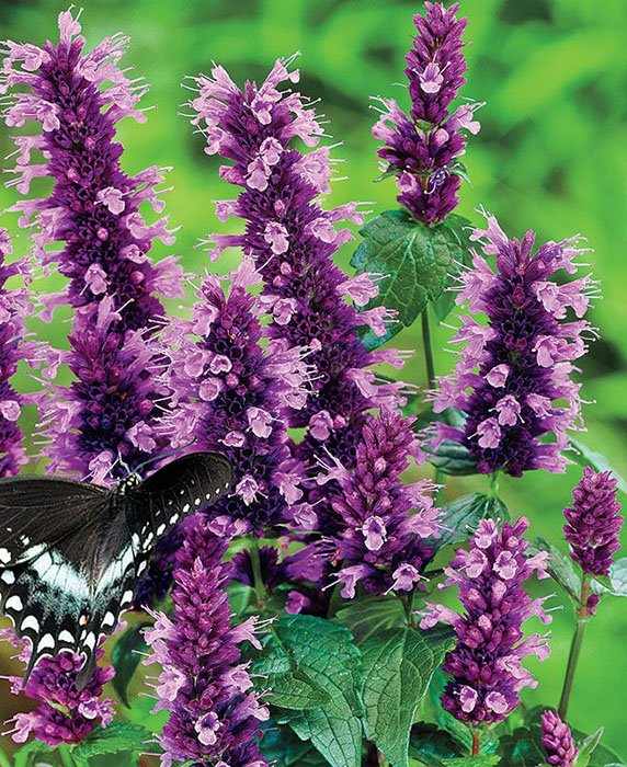 Превью изображения