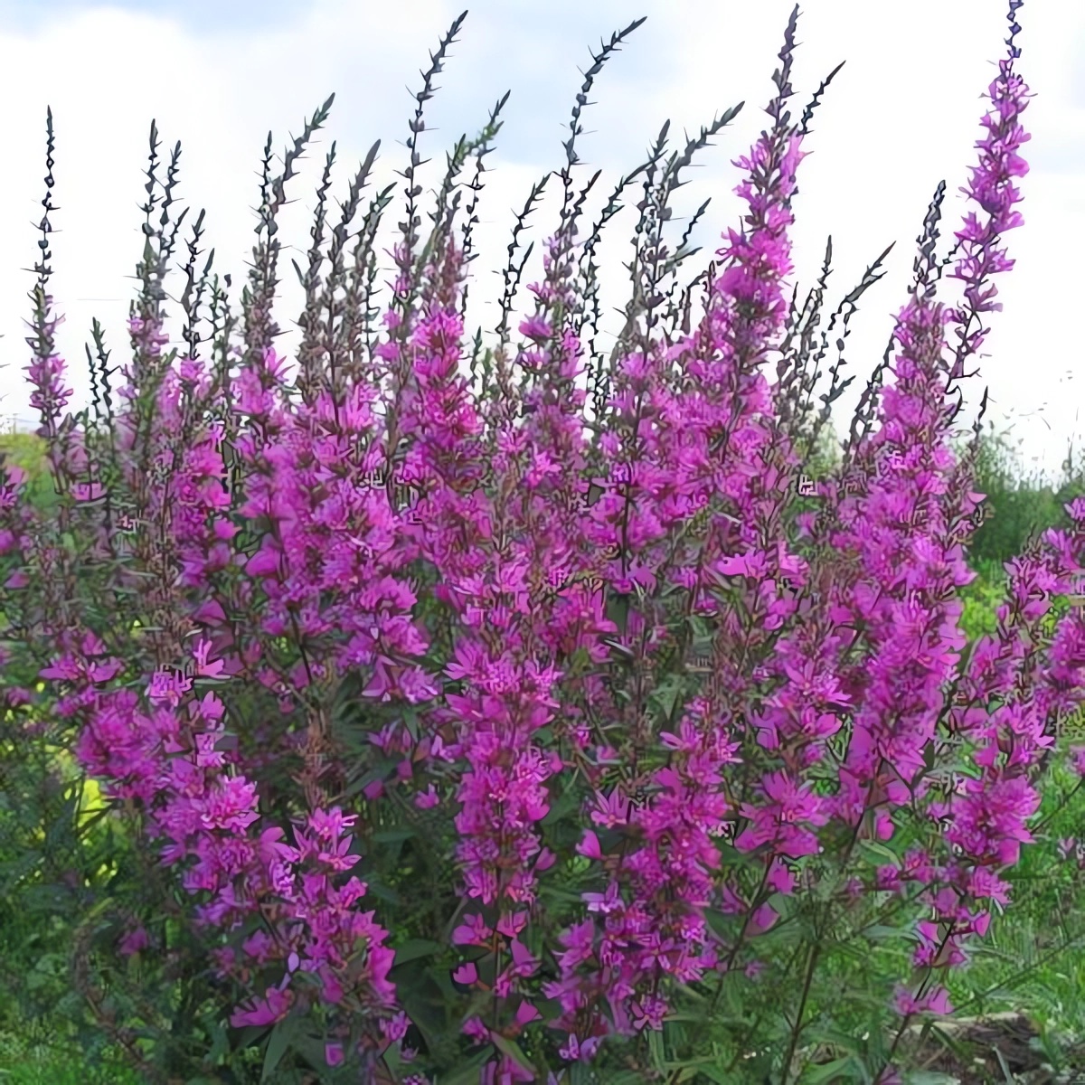 Превью изображения