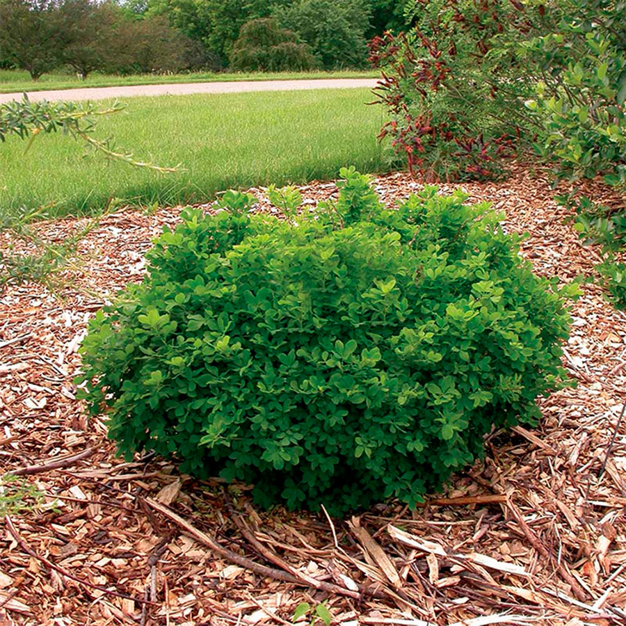 Превью изображения