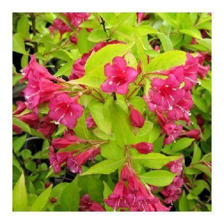 Превью изображения